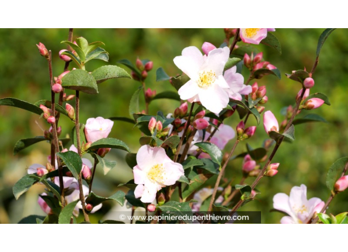 CAMELLIA champêtre 'Fairy Blush (blanc rose)