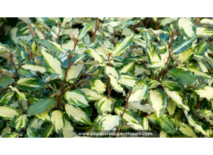 ELAEAGNUS x ebbingei 'Maryline'® - Hiver