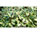 ELAEAGNUS x ebbingei 'Maryline'® - Hiver