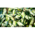 ELAEAGNUS x ebbingei \'Maryline\'