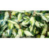 ELAEAGNUS x ebbingei \'Maryline\'