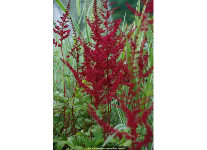 ASTILBE x arendsii 'Glüt'
