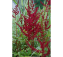 ASTILBE x arendsii 'Glüt'
