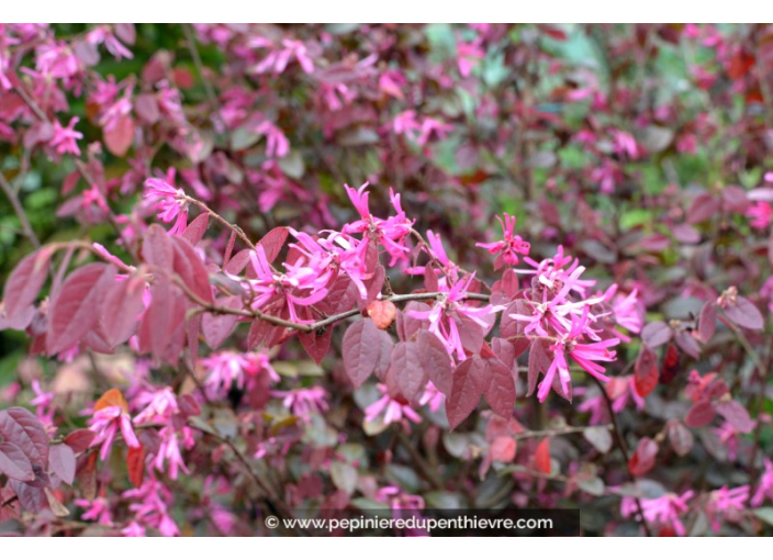 LOROPETALUM chinense 'Fire Dance'