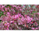 LOROPETALUM chinense 'Fire Dance'