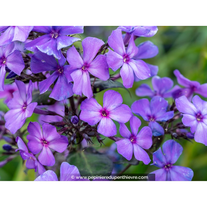 PHLOX paniculata 'Blue Paradise'