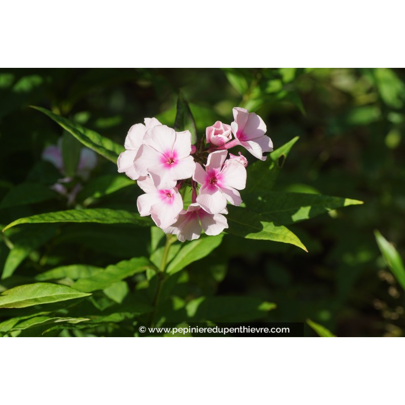 PHLOX paniculata 'Bright Eyes'