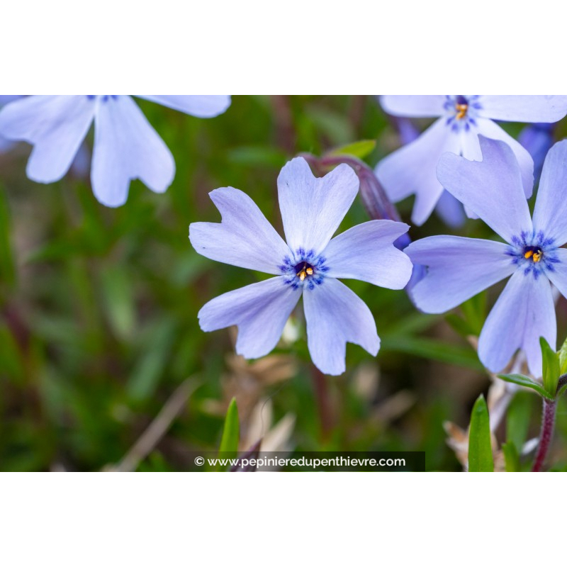PHLOX subulata 'Emerald Cushion Blue'