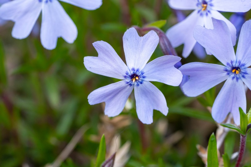 PHLOX subulata ‘Emerald Cushion Blue’,lumineux-Pépinière du Penthièvre