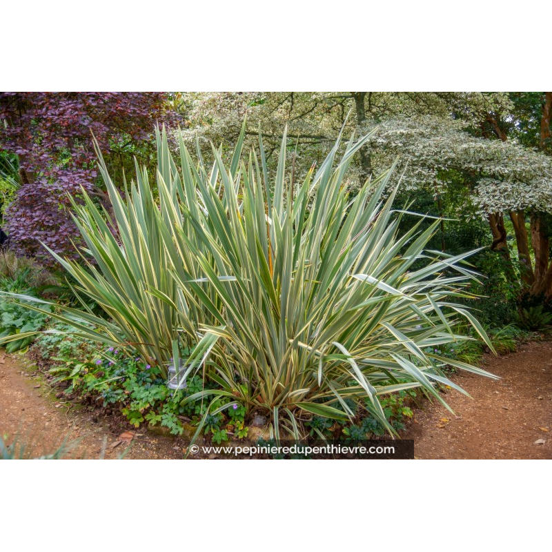 PHORMIUM 'Variegata'