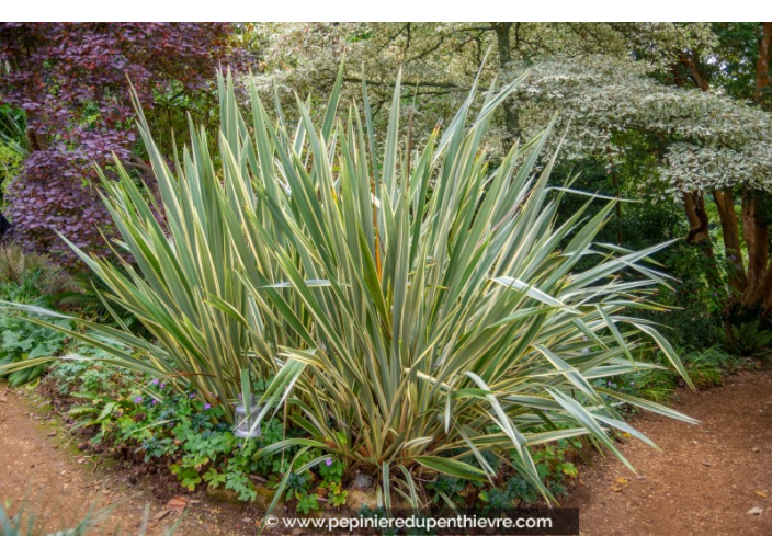 PHORMIUM 'Variegata'