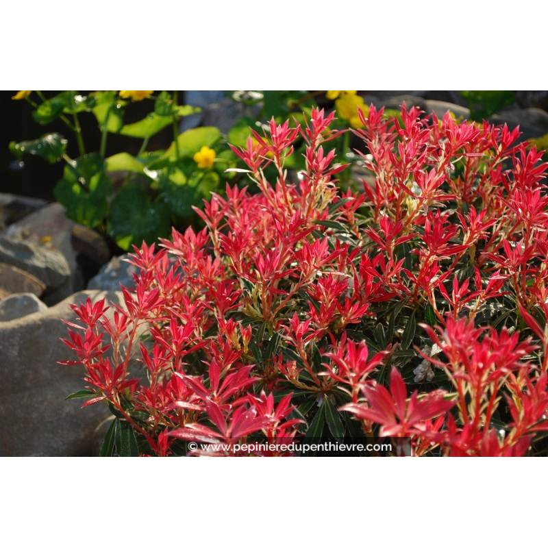 PIERIS japonica 'Flaming Silver'