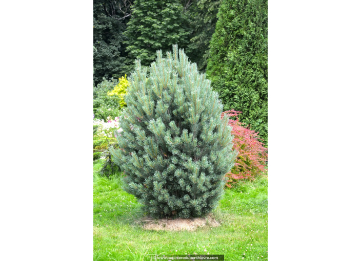 PINUS sylvestris 'Watereri'