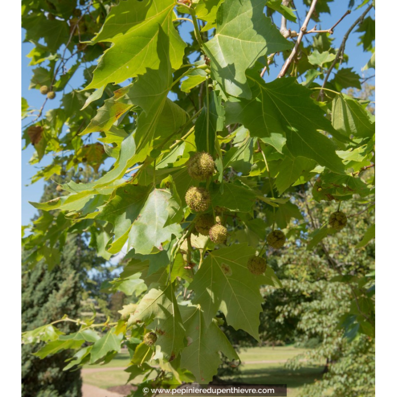 PLATANUS x acerifolia