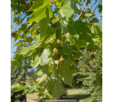 PLATANUS x acerifolia
