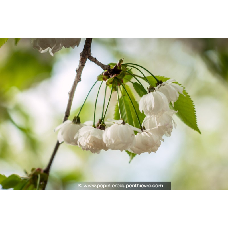 PRUNUS avium 'Plena'