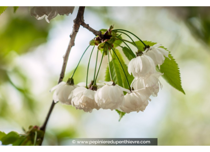 PRUNUS avium 'Plena'