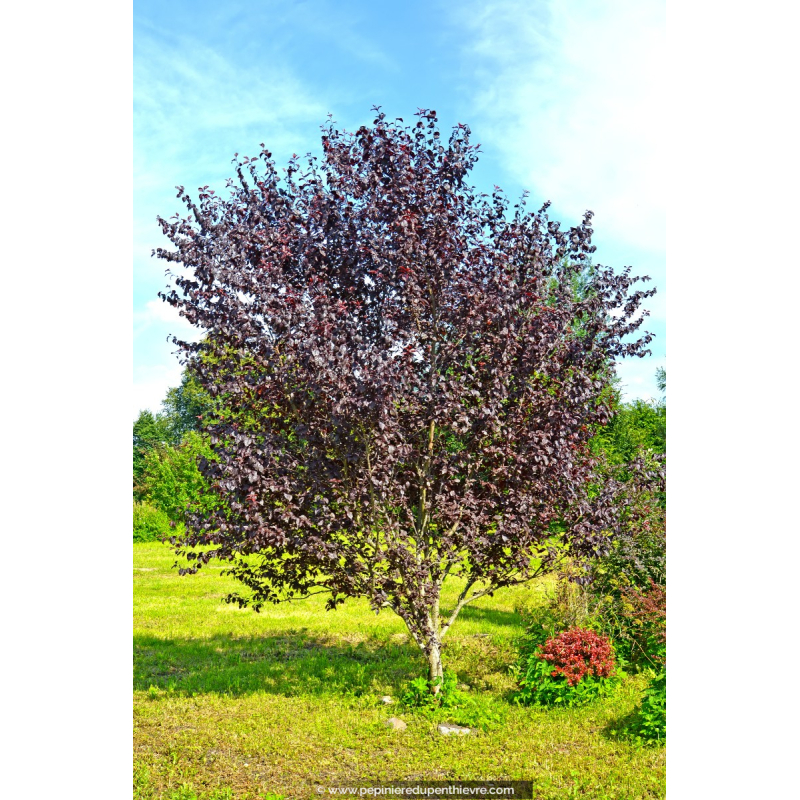 PRUNUS cerasifera 'Pissardii', rose, pourpre Pépinière du Pentièvre — free download