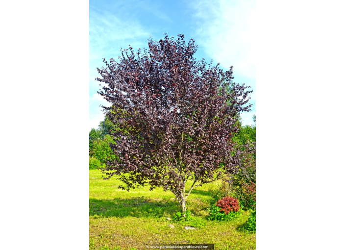 PRUNUS cerasifera 'Nigra'