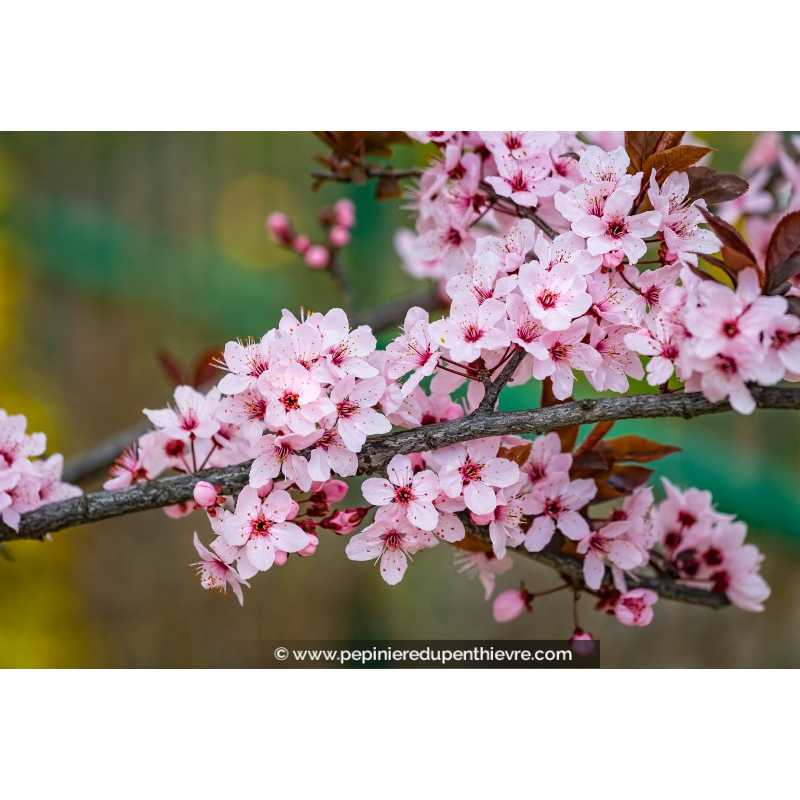 PRUNUS cerasifera 'Nigra'