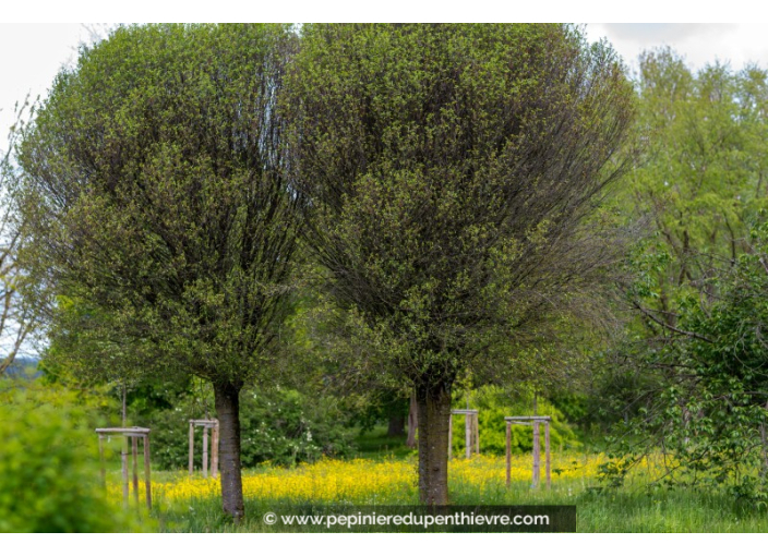 PRUNUS fructicosa 'Globosa'