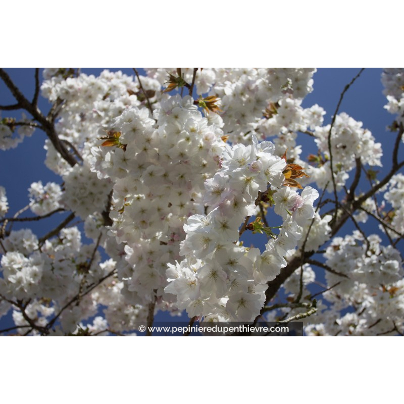 PRUNUS serrulata 'Taihaku''
