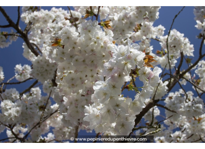 PRUNUS serrulata 'Taihaku''