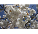 PRUNUS serrulata 'Taihaku''
