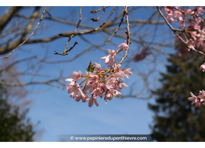 PRUNUS subhirtella 'Pendula Rubra'