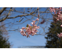PRUNUS subhirtella 'Pendula Rubra'