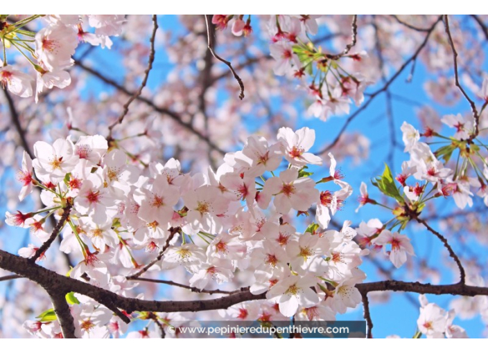 PRUNUS yedoensis