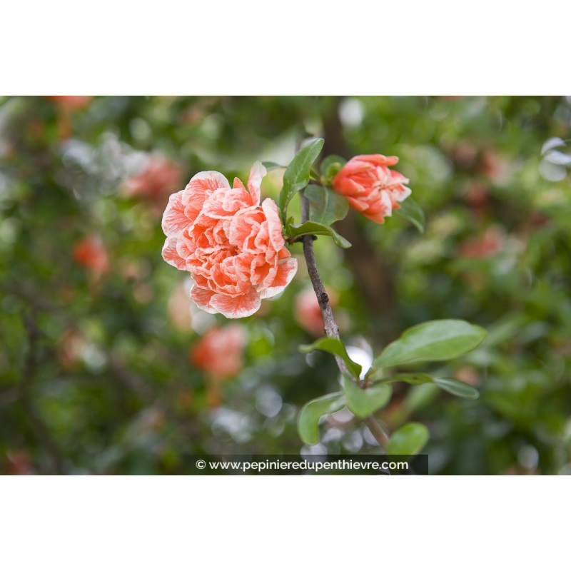 PUNICA granatum 'Legrelliae'