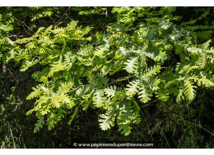 QUERCUS frainetto