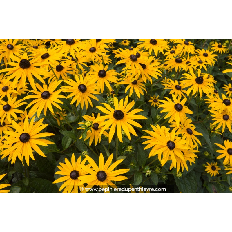 RUDBECKIA sullivantii 'Goldsturm'