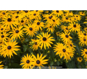 RUDBECKIA sullivantii 'Goldsturm'