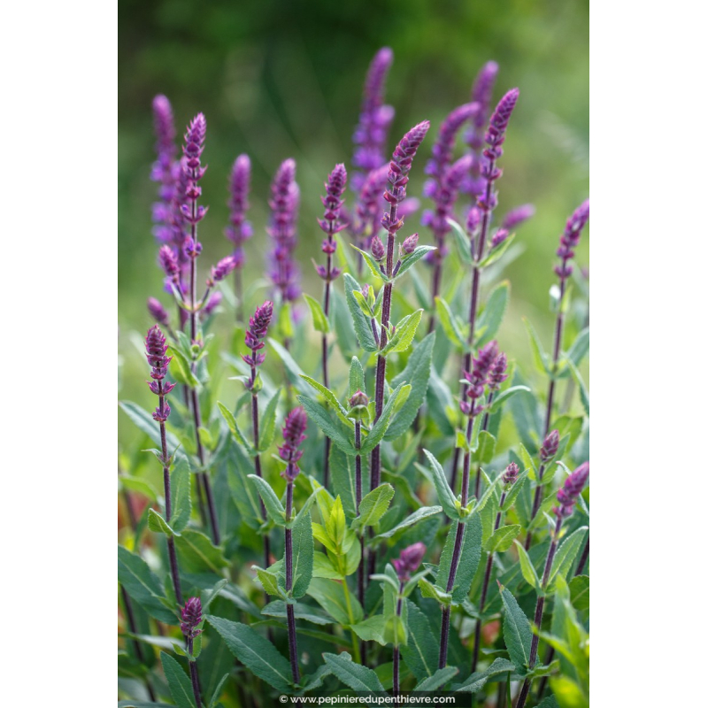 SALVIA nemorosa 'Caradonna'