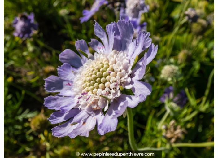 SCABIOSA caucasica 'Perfecta'