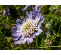 SCABIOSA caucasica 'Perfecta'