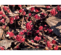 SEDUM spurium 'Coccineum' - Automne