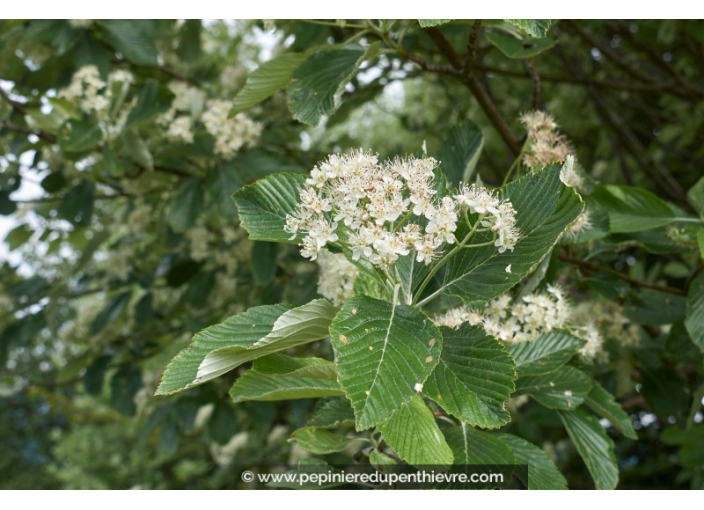 SORBUS aria SORBUS aria