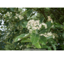 SORBUS aria SORBUS aria