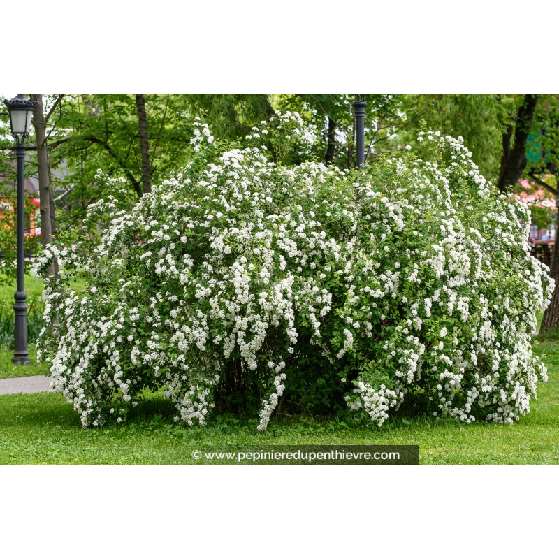SPIRAEA nipponica 'Snowmound'