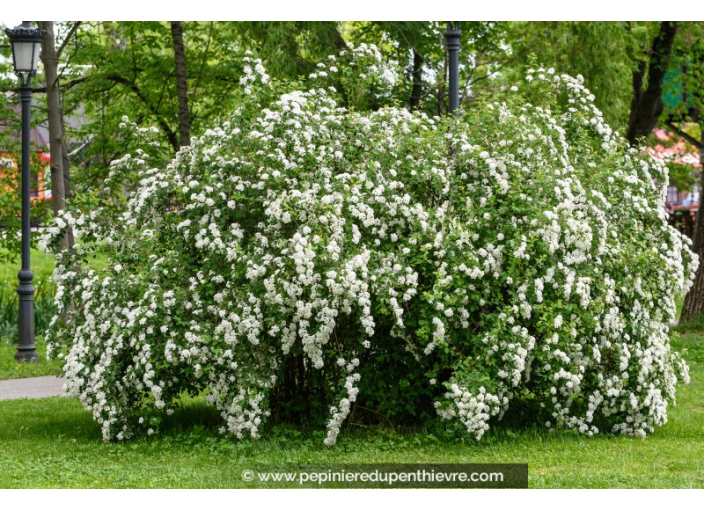 SPIRAEA nipponica 'Snowmound'