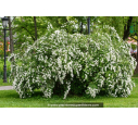 SPIRAEA nipponica 'Snowmound' SPIRAEA nipponica 'Snowmound'