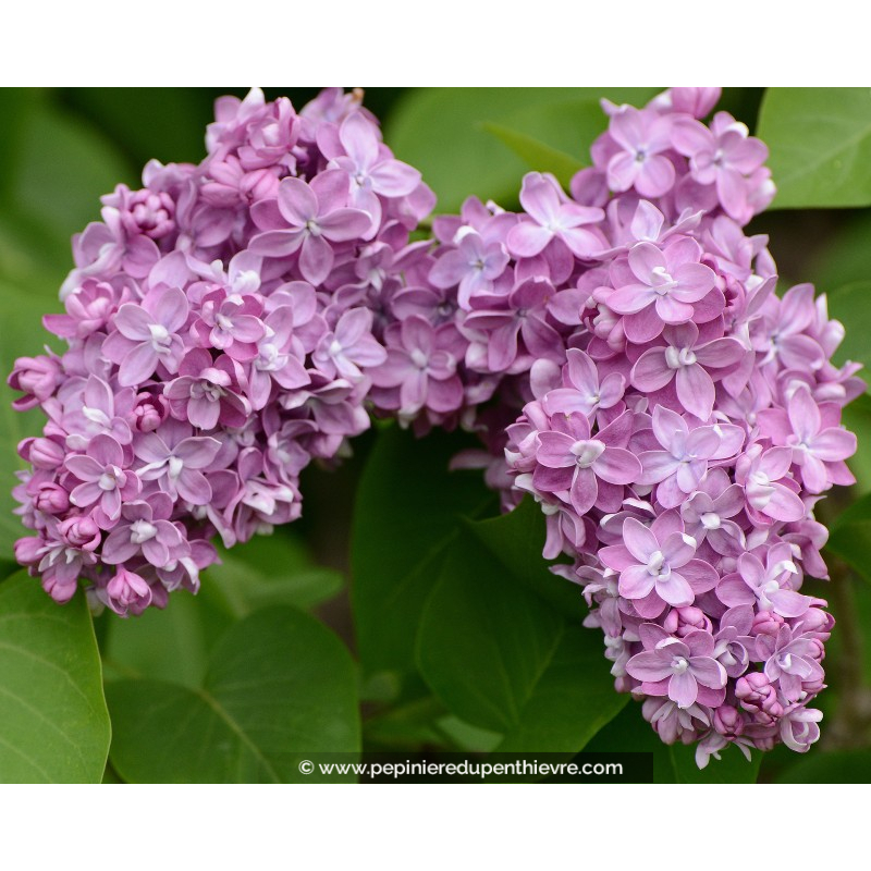 SYRINGA vulgaris 'Belle de Nancy'