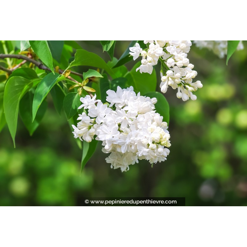 SYRINGA vulgaris 'Mme Lemoine'