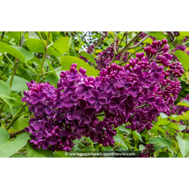SYRINGA vulgaris 'Souvenir de Louis Spaeth'