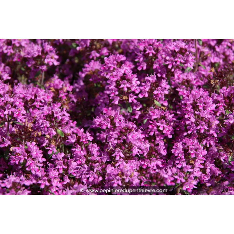 THYMUS praecox 'Red Carpet'