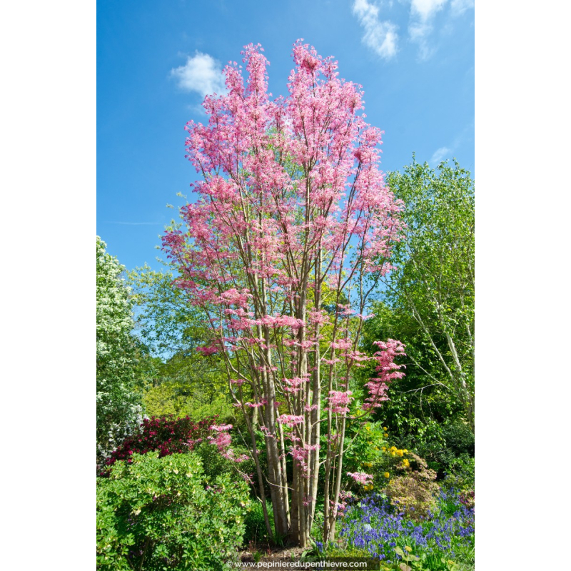 TOONA sinensis 'Flamingo'