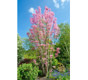 TOONA sinensis 'Flamingo'